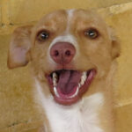 Podenco Nacha, 01/2022, ca. 45 cm