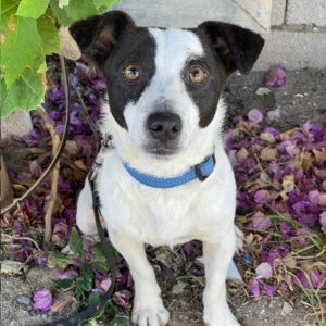 Jack Russell Mischling Nico, 04/2020, 35 cm