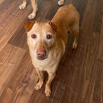 Shar Pei Mischling Nuka, 09/2016, 50 cm, 42659 Solingen