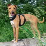 Bodeguero Podenco Mischling Pia, 08/2020, 48 cm, 53577 Neustadt