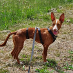 Maneto Pili, ca. 11/2020, ca. 35 cm, 21514 Witzeeze