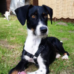 Mischling Queenie, 01/2022, 45 cm, 44894 Bochum