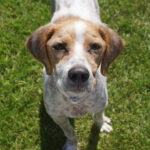 Bretone Salomon, ca. 05/2019, ca. 45cm, 24635 Daldorf