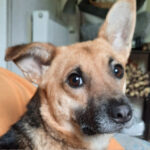 Dackel Schäferhund Mischling Sid, ca. 04/2021, ca. 37 cm, 27383 Scheeßel