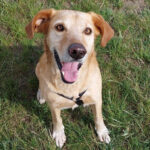 Labrador Retriever Mischling Simpson, ca. 03/2019, ca. 60 cm, 10437 Berlin