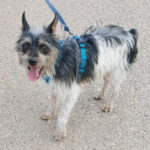 Mischling Tony, 06/2020, 35 cm, 74934 Reichartshausen