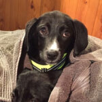 Labrador Pinscher Mischling Toska, 01/2022, ca. 45 cm, 23560 Lübeck