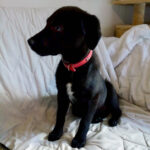 Labrador Pinscher Mischling Urma, 01/2022, ca. 50 cm Endgröße, 23795 Weede