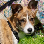 Jack Russel Dackel Mischling Ylvi, 01/2022, ca. 30 cm Endgröße, 21224 Rosengarten