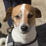 Bodeguero Principe, 01/2012, ca. 30 cm