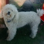 Wasserhund Lucero, 01/2020, ca. 40 cm