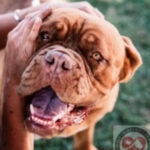 Bordeaux Dogge Viola, 01/2019, ca. 51 cm