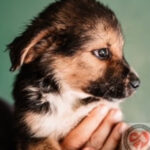 Mischling Oskar, 04/2022, Endgröße ca. 50 cm