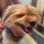 Yorkshire Terrier Bettina, 07/2020, ca. 30 cm