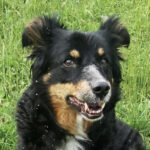 Border Collie Micki, 2010, ca. 50 cm, 73340 Amstetten