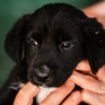 Mischling Pinocchio, 04/2022, Endgröße ca. 50 cm