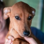 Podenco Mischling Lulu, 04/2022, Endgröße ca. 45 cm