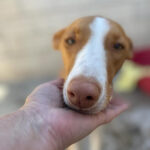 Podenco Alegra, ca. 01/2021, ca. 60 cm