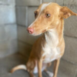 Podenco Athena, ca. 01/2021, ca. 45 cm