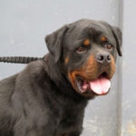 Rottweiler Azul, ca. 05/2018, ca. 70 cm