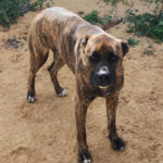 Boxer Schäferhund Mischling Bella, ca. 02/2019, ca. 65