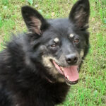 Mischling Beti, ca. 01/2016, ca. 40 cm