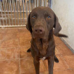 Bracke Labrador Mischling Blake, ca. 06/2021, ca. 55 cm