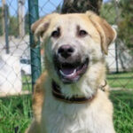 Mastin Mischling Bradley, ca. 11/2021, ca. 65 cm