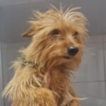 Yorkshire Terrier Annika, 07/2020, ca. 30 cm