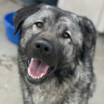 Mastin Carlo, 05/2020, ca. 80 cm