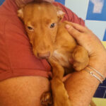 Mischling Delf, ca. 03/2022, ca. 45 cm