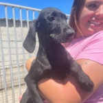 Mischling Delta, ca. 02/2022, ca. 50 cm