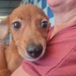 Mischling Divora, ca. 03/2022, ca. 40 cm