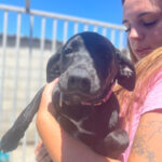 Mischling Dolly, ca. 02/2022, ca. 50 cm