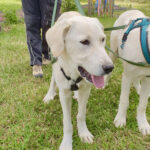 Mastin Espagnol Dori, ca. 01/2022, ca. 75 cm