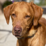 Labrador Duke, 06/2014, ca. 60 cm