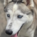 Sibirian Husky Faith, 07/2020, ca. 60 cm