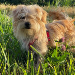 Yorkshire Terrier Frieda, ca. 10/2021, ca. 27 cm