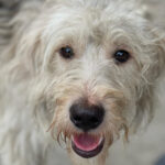 Mischling Gandalf, ca. 07/2021, ca. 50 cm