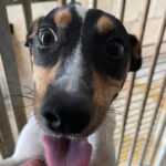 Bodeguero Lolo, 12/2021, ca. 38 cm