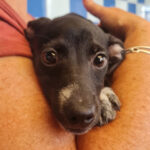 Mischling Lorella, 04/2022, Endgröße ca. 40 cm