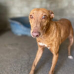 Podenco Maneto Mischling Juniper, ca. 06/2019, ca. 40 cm