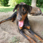 Dobermann Karol, ca. 11/2021, 60 cm, 50996 Köln