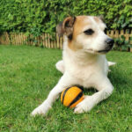 Chihuahua Bodeguero Mischling Linda, ca. 08/2012, ca. 35 cm