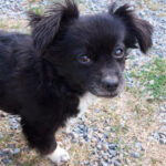 Mischling Lola, ca. 08/2015, ca. 30 cm