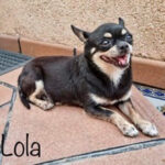 Chihuahua Lola, ca. 10/2019, ca. 25 cm