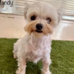 Bichon Mandy, ca. 04/2019, ca. 25 cm