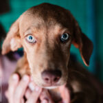 Podenco Mischling Mariposa, ca. 03/2022, ca.. 45 cm