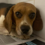 Beagle Mila, 04/2019, ca. 40 cm