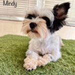 Biewer Yorkshire Terrier Mindy, ca. 04/2019, ca. 30 cm